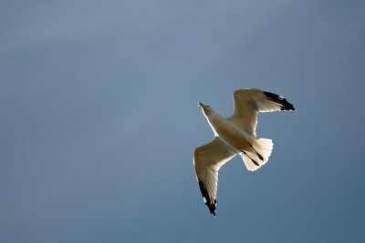 Gull