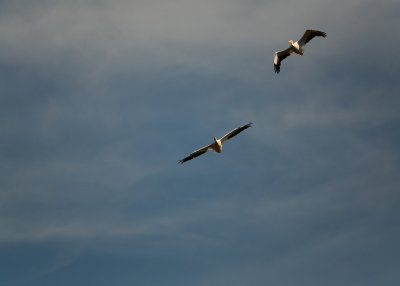 Pelicans