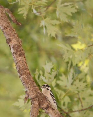 Woodpecker
