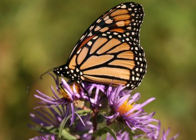 Monarch Butterfly