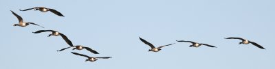 Canada Geese