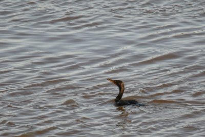 Double Crested Cormorant