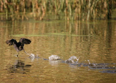 American Coot