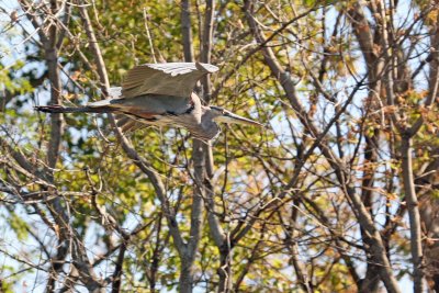 Blue Heron