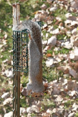 Squirrel