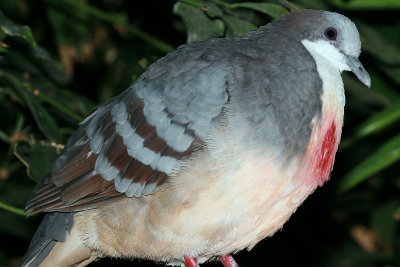 Luzon Bleeding-Heart Pigeon