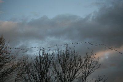 Canada Geese