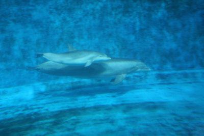 Atlantic Bottlenose Dolphin Dolphin Calf Taijah