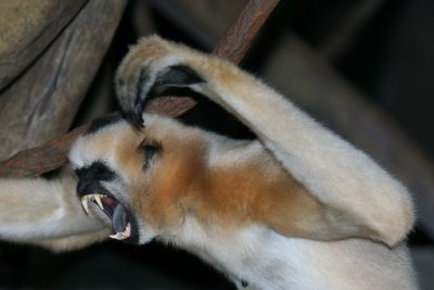 White-cheeked Gibbon