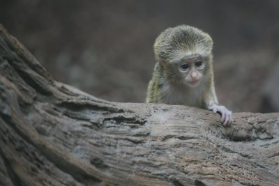 Infant De Brazza's Monkey
