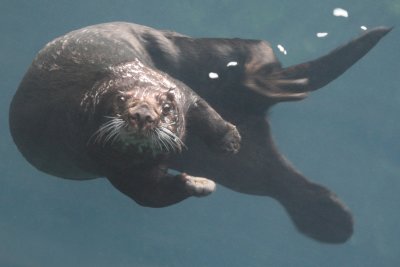 Sea Otter