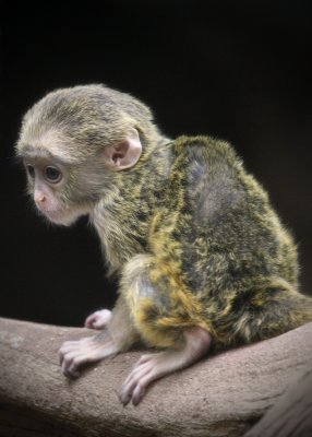 Infant De Brazza's Monkey