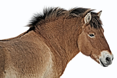 Asian Wild Horse