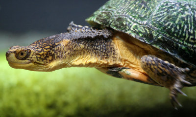 Blanding's Turtle