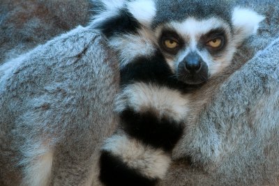 Ring-tailed Lemur