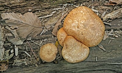 Fungi