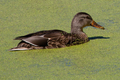 Female Mallard Duck