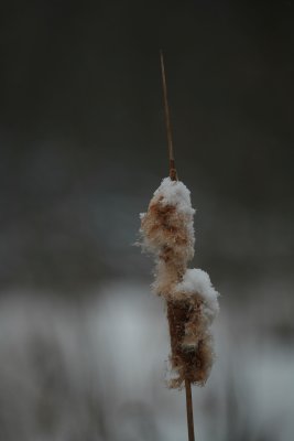 Cattail
