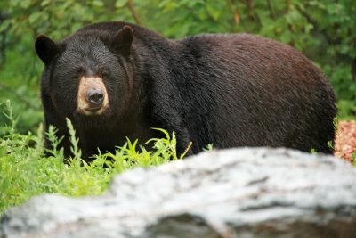 The North American Bear Center