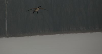 Canada Goose