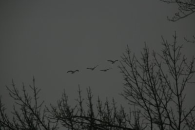 Canada Geese