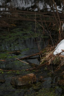 Spring-fed creek