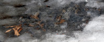 Remains of animal kill