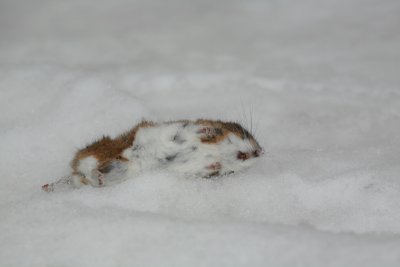 Mouse