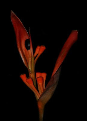 Exotic Plant