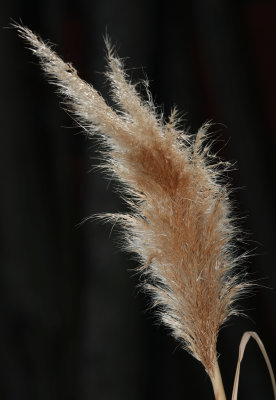 Prairie grass