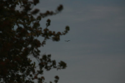 American Bald Eagle 