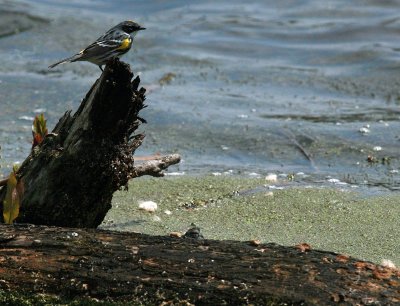 Yellow-rumped Warbler