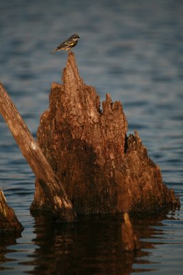 Yellow-rumped Warbler