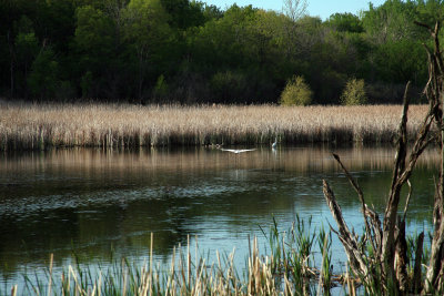 Great Egrets