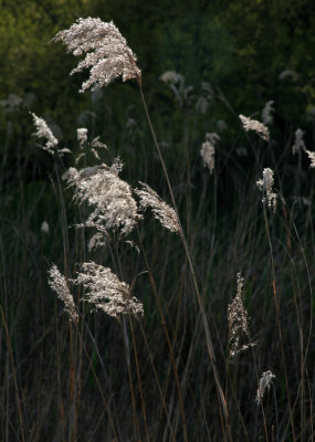 Marsh area