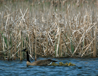 Canada Goose with young