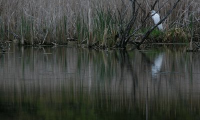 Great Egret