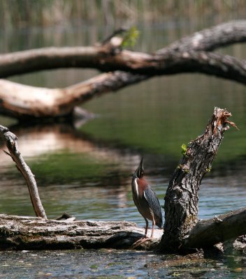 Green Heron