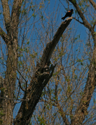Red-winged Blackbird