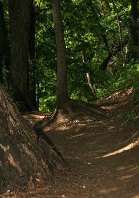 Roots Exposed