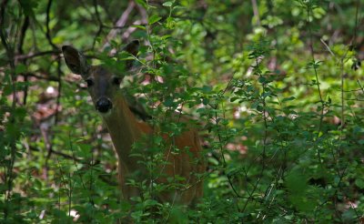 White-Tailed Deer