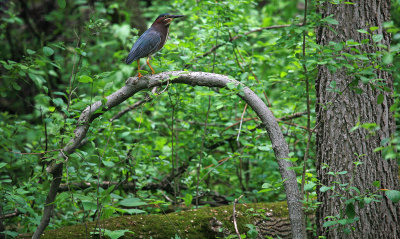 Green Heron