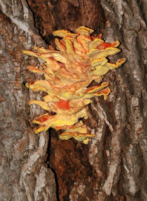 Fungi