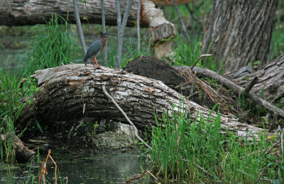 Green Heron