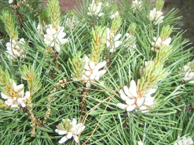 Mogo pine bloom