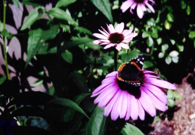 Butterfly in Avenel Garden
