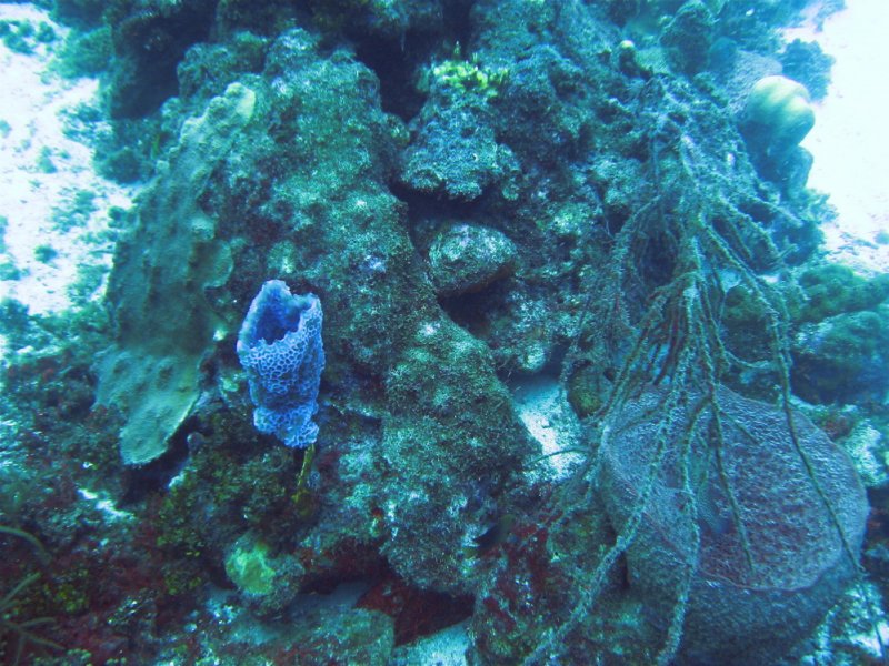 Tube Coral