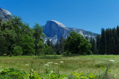 Yosemite Meadow