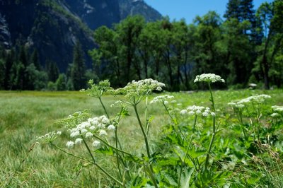 Blooms in the valley