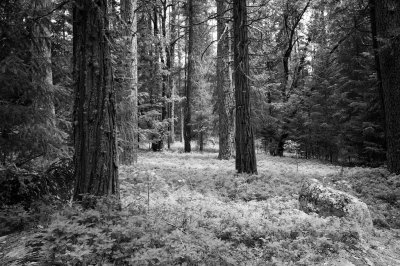 Yosemite meadow